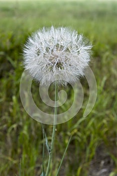 Close up photo of a dandelion gone to seed.
