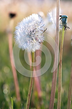 Dandelion gone to seed in grassy meadow