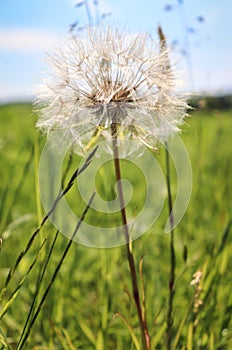 Dandelion gone to seed, known as dandelion clock