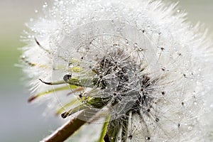 Dandelion Gone to Seed With Morning Dew