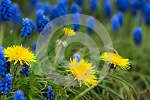 Dandelion and grape hyacinth flowers