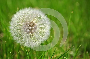 Dandelion in Grass