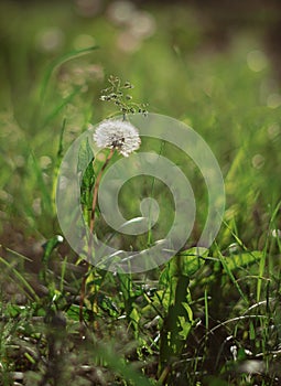 Dandelion in grass