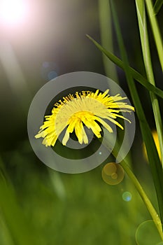 Dandelion in grass