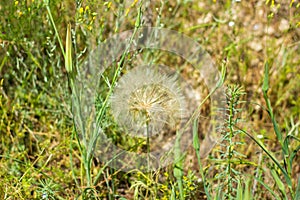 Dandelion in grass, big dandelion in the field
