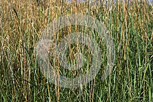 Dandelion in the grass by the edge of a field in summer