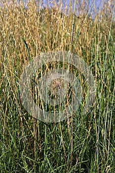 Dandelion in the grass by the edge of a field in summer