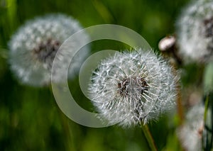 Dandelion in a grass field