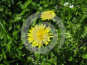 Dandelion among the grass