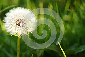 Dandelion in grass