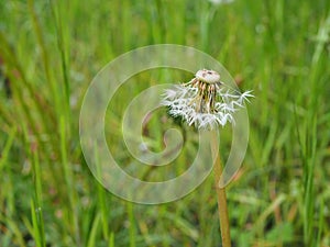 Dandelion in grass partly blown away by the wind