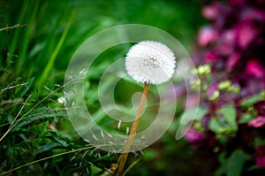 Dandelion and grass photo