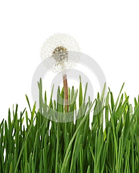 Dandelion in grass