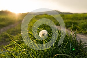 Dandelion in the grass during sunny days .