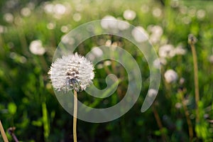 Dandelion in the grass during sunny days .