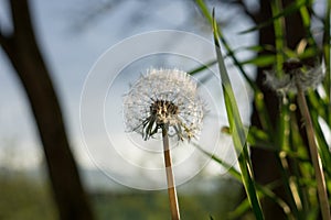 Dandelion in the grass during sunny days .