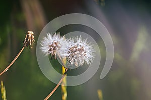 Dandelion in the grass during sunny days .