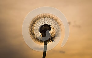 Dandelion in the grass during sunny days .