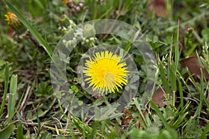 Dandelion in the grass. Yellow dandelion flower. Green grass. Close-up. Spring Green. photo