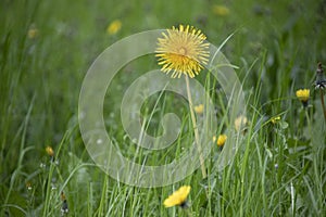 Dandelion in the grass. Yellow dandelion flower. Spring flower photo