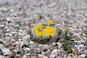 Dandelion in gravel driveway