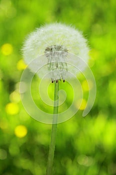 Dandelion on green background.