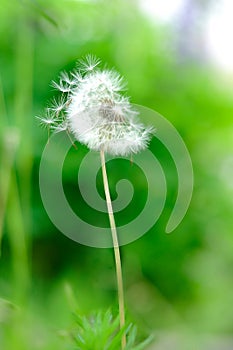 Dandelion on a green background