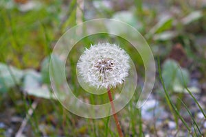 Dandelion on green background isolated