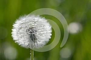 dandelion with green background and space for text