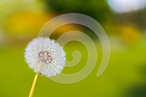 Dandelion with green blurry background