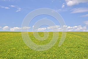 The Dandelion on green field and blue sky
