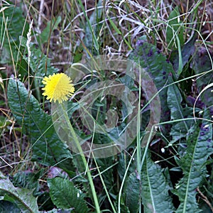 Dandelion in green grass