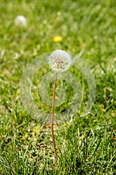Dandelion on green grass background