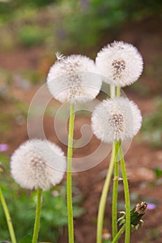 Dandelion on green grass background