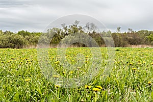Dandelion in green grass. Beautiful spring panoramic shot with a dandelion meadow. Field of dandelions on background of the sky