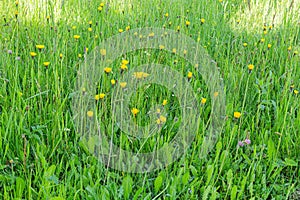 Dandelion in green grass. Beautiful spring panoramic shot with a dandelion meadow. Field of dandelions on background of the sky