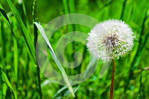 Dandelion on the green grass close-up. Floral background. Selective focus, copy space