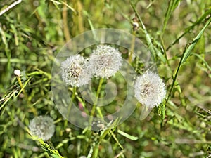 Dandelion in green grass close-up. Spring background. Copy space. Postcard design.