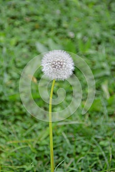 Dandelion on a green grass field.