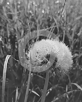 Dandelion. green grass in the field. Black and white.