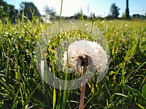 Dandelion. green grass in the field. Summer