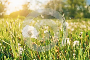 Dandelion in green grass in a field at sunset