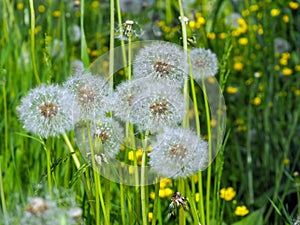 Dandelion in green grass