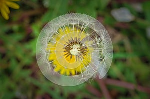 Dandelion in green grass in nature.Flower