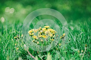 Dandelion green grass on spring meadow