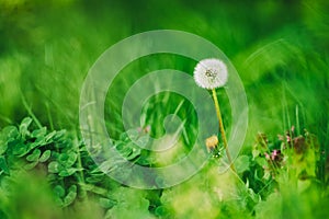Dandelion green grass on spring meadow