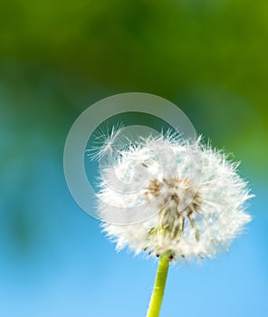 Dandelion on green grass and water background