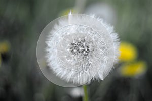 Dandelion on green the ground.