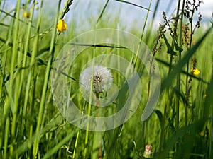 dandelion in a green meadow