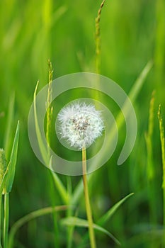 Dandelion on a green summer field